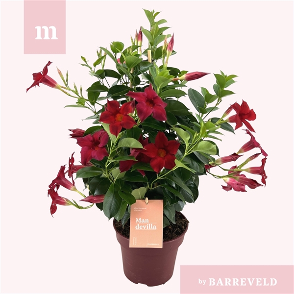 <h4>Mandevilla 'Zomerville' piramide rood</h4>