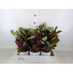 Ctenanthe burle-marxii 'Amagris'