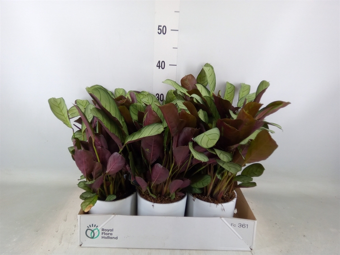 <h4>Ctenanthe burle-marxii 'Amagris'</h4>