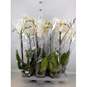 Phalaenopsis   ...white