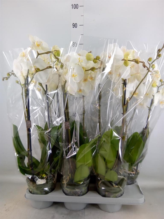 <h4>Phalaenopsis   ...white</h4>