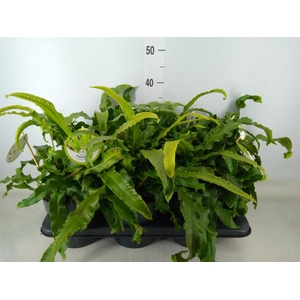 Asplenium scolopendrium