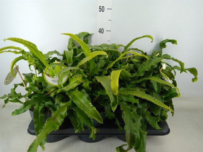 <h4>Asplenium scolopendrium</h4>
