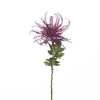 AF Chrysantspider L71cm purple