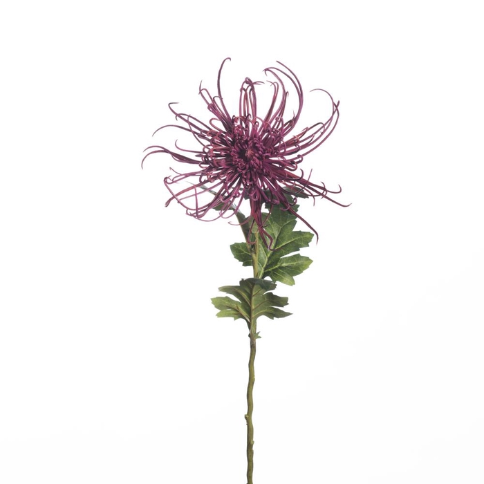 <h4>AF Chrysantspider L71cm purple</h4>