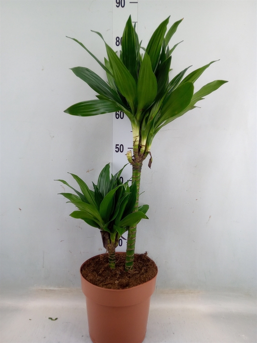 <h4>Dracaena frag. 'Green Jewel'</h4>