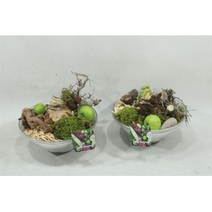 arr4 Amaryllis MBD64 - glas schaal 20cm