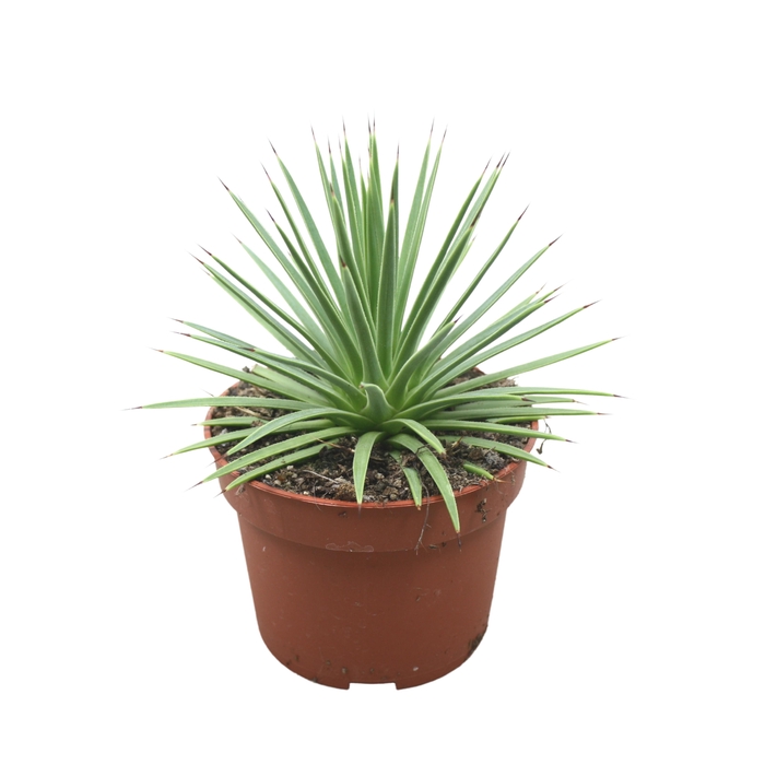 <h4>Agave nana 10,5 cm</h4>
