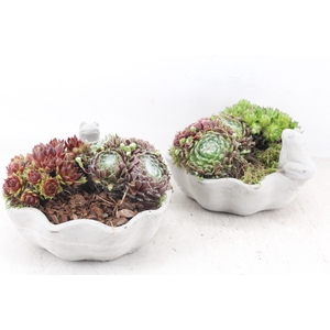 arr4 Semp PL - Ker. schaaltje kikker 401/3