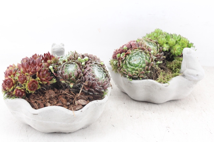 <h4>arr4 Semp PL - Ker. schaaltje kikker 401/3</h4>