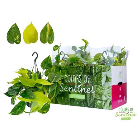 <h4>Epipremnum Tricolore Hang</h4>