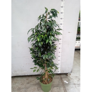 Ficus benja. 'Danielle'