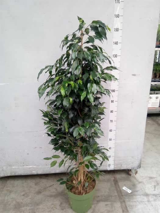<h4>Ficus benja. 'Danielle'</h4>