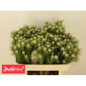 LEUCAD L AY JA PE VT