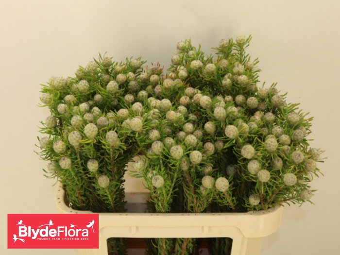 <h4>LEUCAD L AY JA PE VT</h4>