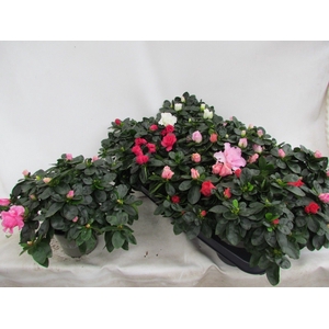 RHODO SI VOGEL GEM