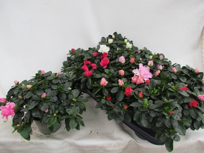 <h4>RHODO SI VOGEL GEM</h4>