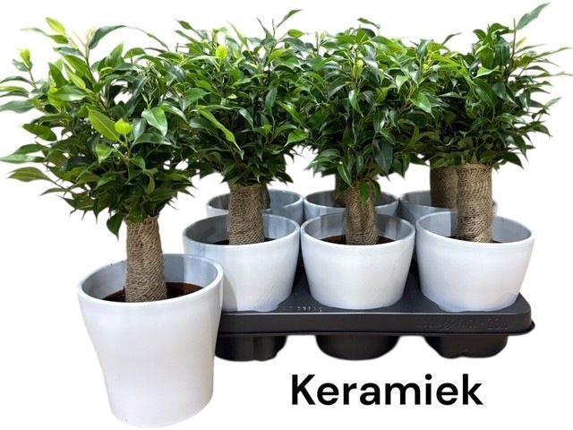 <h4>FIC BE NATASJA</h4>