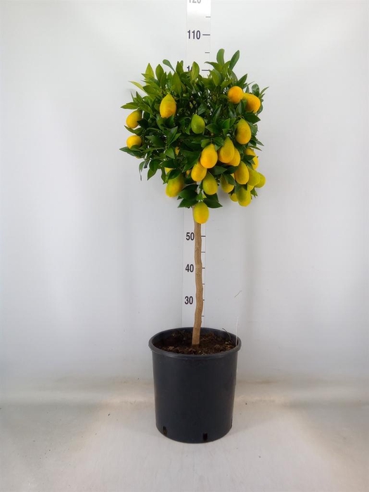 <h4>Citrus   ...</h4>