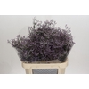 Limonium Safora Lilac