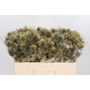 Eryngium Anita Gold