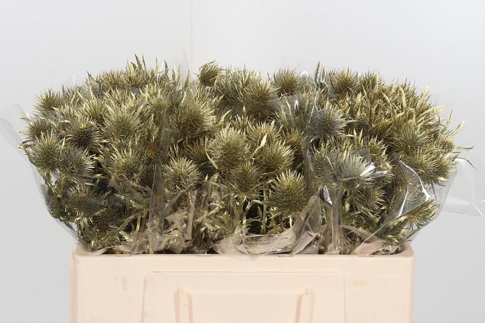 <h4>Eryngium Anita Gold</h4>