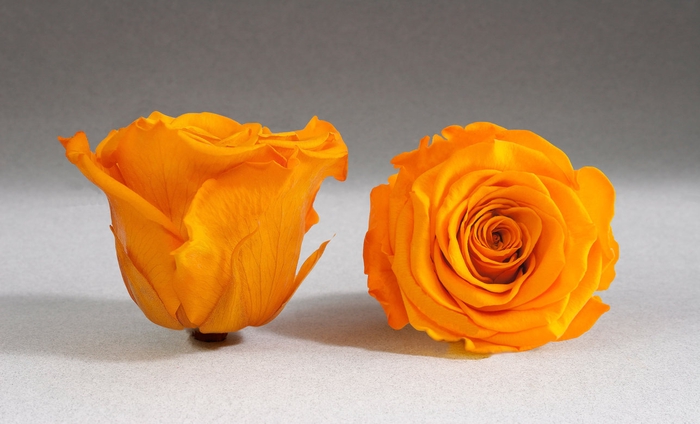 Rose stab. XL Yel-04