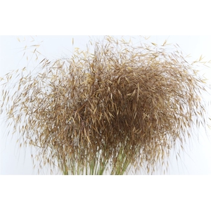 Siergras Stipa Gigantea