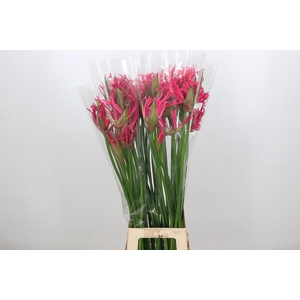 Nerine Pearl of Cherry