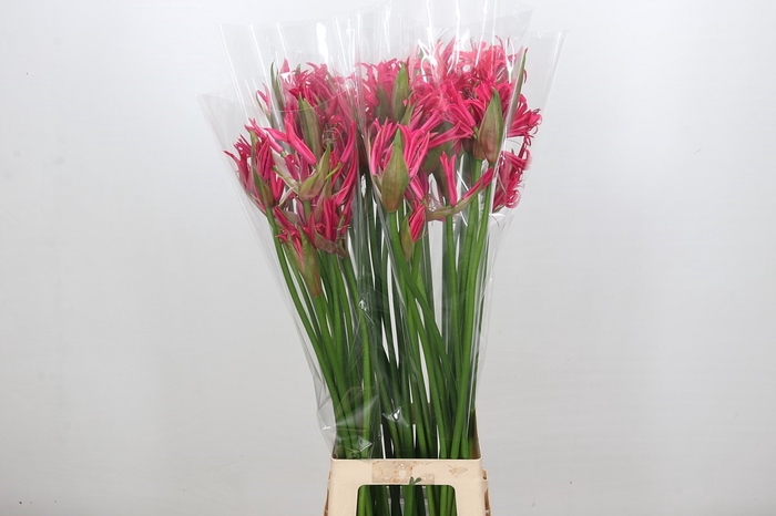 <h4>Nerine Pearl of Cherry</h4>