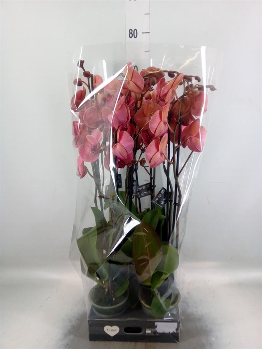 <h4>Phalaenopsis ...orange</h4>