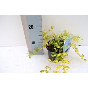 Vinca minor Illumination