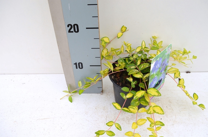 <h4>Vinca minor Illumination</h4>