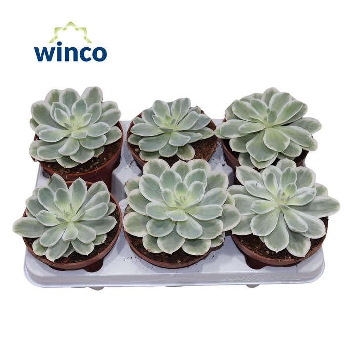 <h4>Echeveria "Lemon Lime" Variegata</h4>
