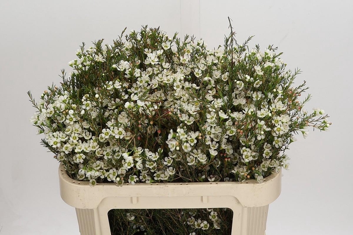 <h4>Chamelaucium Sirius</h4>