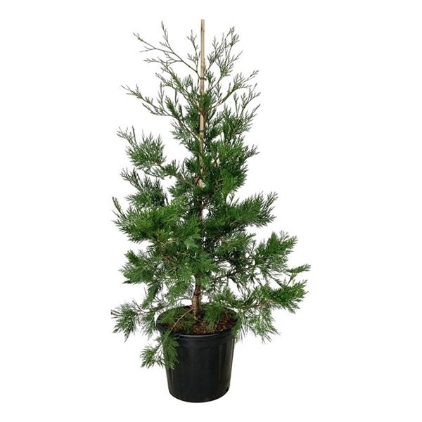 <h4>Calocedrus dec. 'Pillar'</h4>