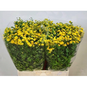 Tanacetum Amazone