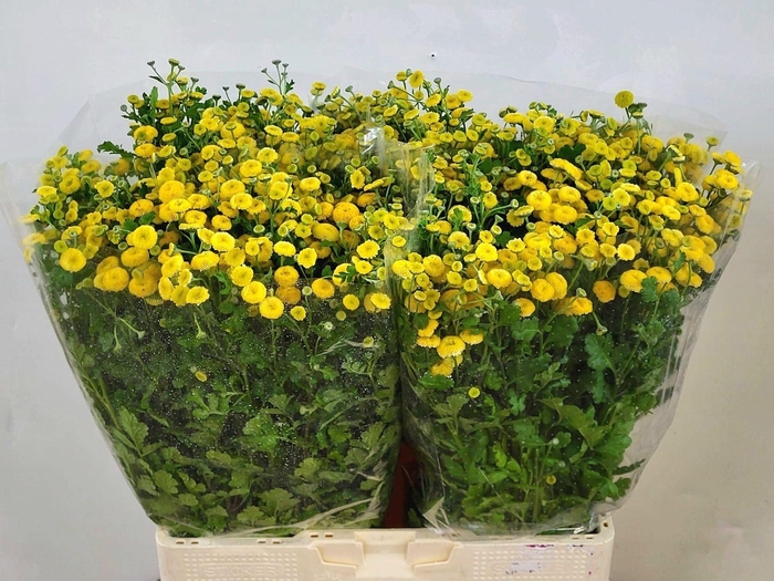 <h4>Tanacetum Amazone</h4>