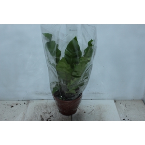 ASPLENIUM NIDUS P20