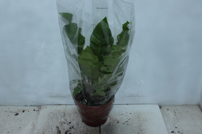 <h4>ASPLENIUM NIDUS P20</h4>