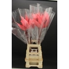 Anthurium Xavia