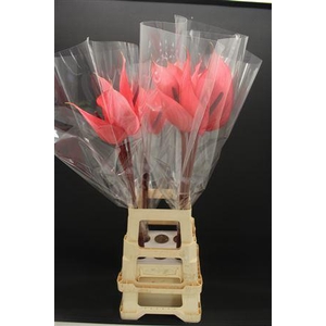 Anthurium Xavia