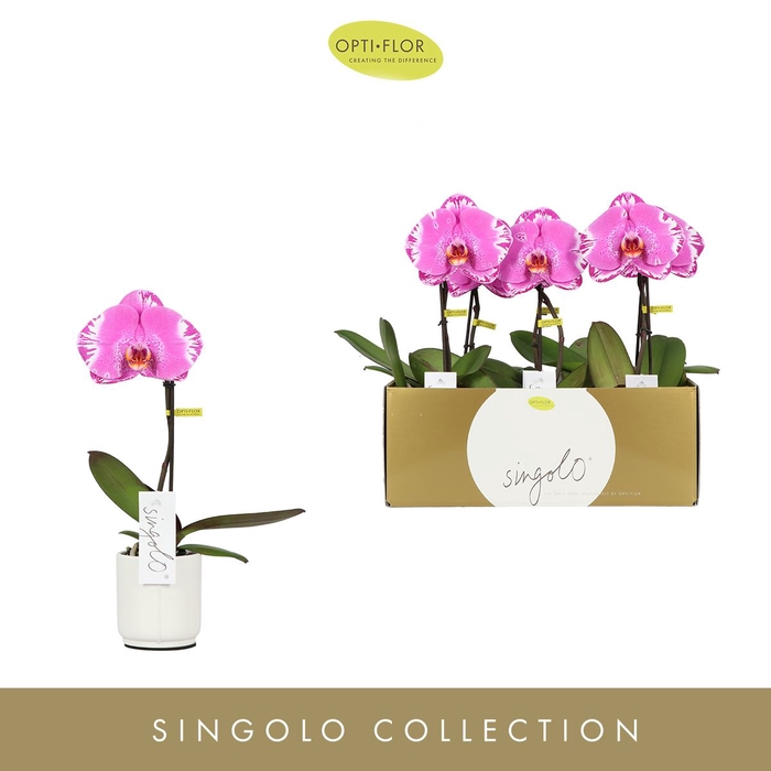 Phalaenopsis overig
