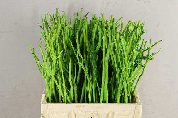 <h4>Mitsumata Flock D.green Bs(10)</h4>