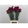 Dianthus St Purple Damascus