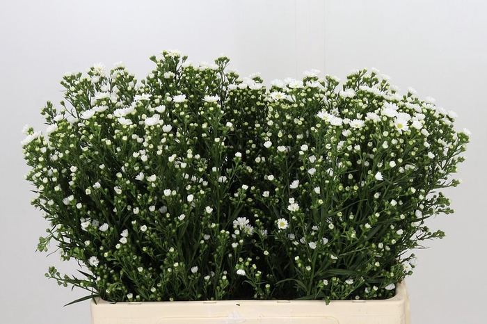 <h4>Aster Paquita</h4>