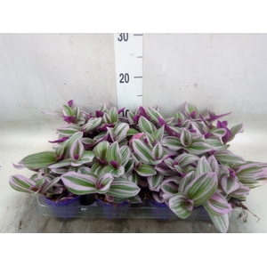 Tradescantia albif. 'Nanouk'