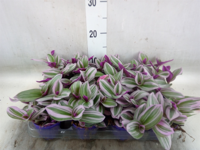 <h4>Tradescantia albif. 'Nanouk'</h4>