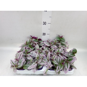 Tradescantia cerinth. 'Nanouk'