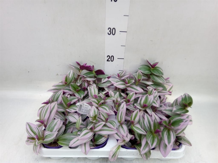 <h4>Tradescantia cerinth. 'Nanouk'</h4>